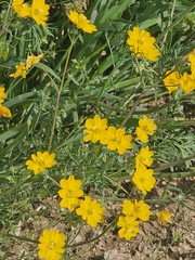 Hypecoum procumbens