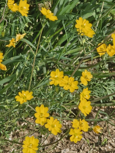 Hypecoum procumbens, photograph 2