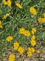 author not stated, no rights reserved Hypecoum procumbens, photograph author not stated, no rights reserved