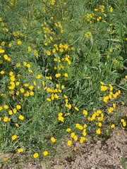 author not stated, no rights reserved Hypecoum procumbens, photograph author not stated, no rights reserved