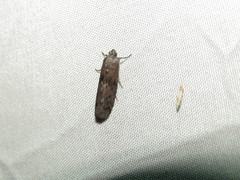 Sciota subcaesiella