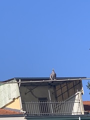 Columba palumbus