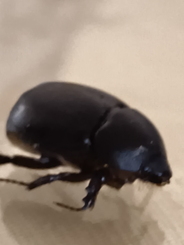 Pentodon algerinus
