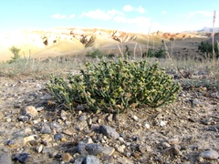 Anabasis brevifolia