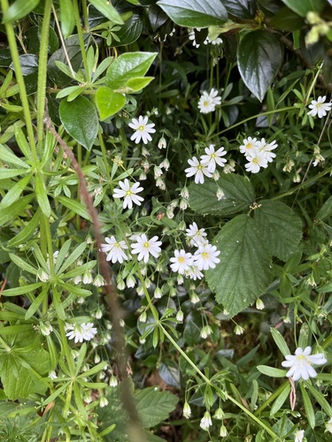 greater stitchwort