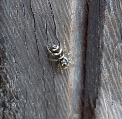 Salticus scenicus
