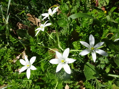 Ornithogalum umbellatum