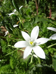 Ornithogalum umbellatum