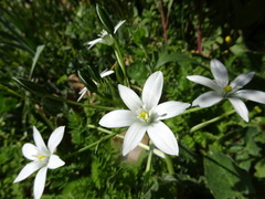 Ornithogalum umbellatum