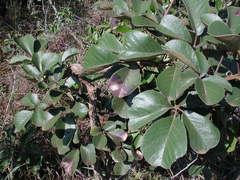 Handroanthus ochraceus