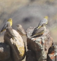 Sicalis uropygialis