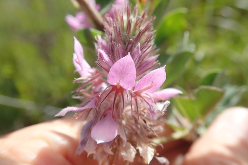 Image of Indigofera superba by no rights reserved