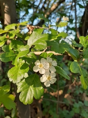 Crataegus