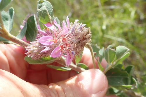 Image of Indigofera superba by no rights reserved