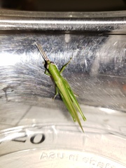 Stenacris vitreipennis