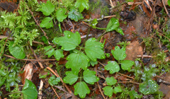 Cardamine angulata
