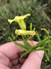 Angadenia berteroi