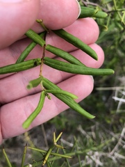 Angadenia berteroi