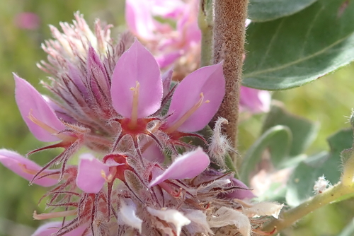 Image of Indigofera superba by no rights reserved