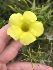 Angadenia berteroi