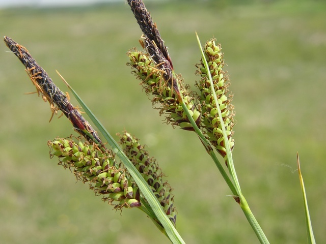 Carex flacca