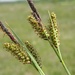 Carex flacca - Photo (c) Biopix, μερικά δικαιώματα διατηρούνται (CC BY-NC)