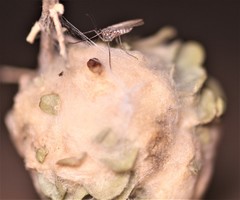 Asphondylia floccosa