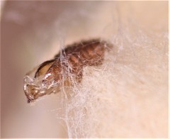 Asphondylia floccosa