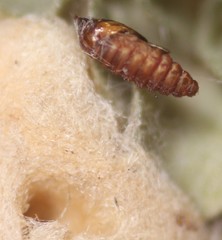 Asphondylia floccosa