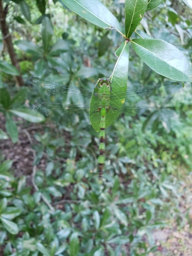 Great Pondhawk