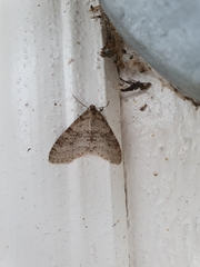 Trichopteryx carpinata