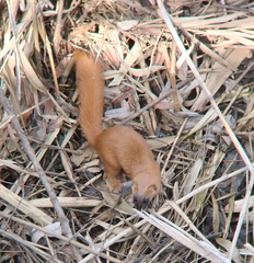 Mustela sibirica