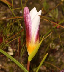 Romulea toximontana
