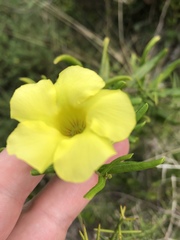 Angadenia berteroi