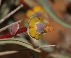 Euphorbia loricata