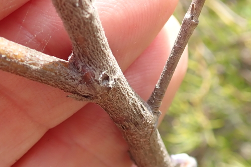 Image of Indigofera superba by no rights reserved