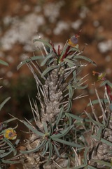 Euphorbia loricata