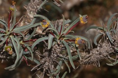 Euphorbia loricata