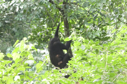 Eastern Chimpanzee