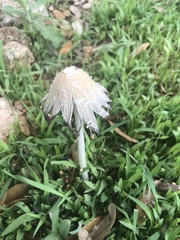 Coprinellus flocculosus