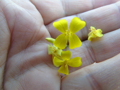 Bunias erucago
