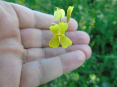 Bunias erucago