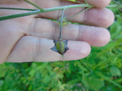 Bunias erucago