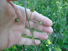 Bunias erucago