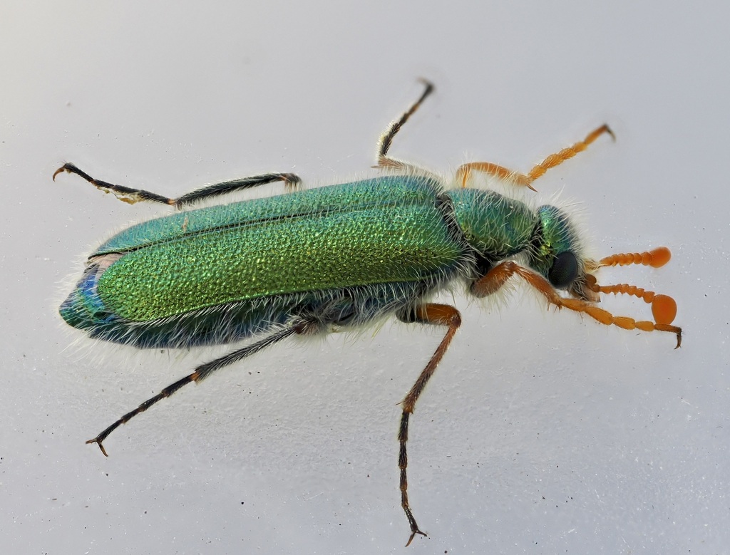 Cerocoma simplicicornis