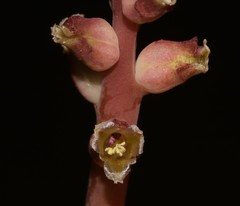 Lachenalia membranacea
