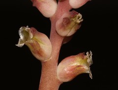 Lachenalia membranacea