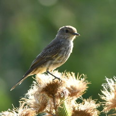 Pyrocephalus rubinus rubinus