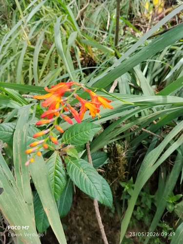 Prosthechea vitellina