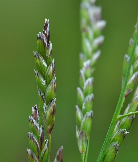Glyceria declinata
